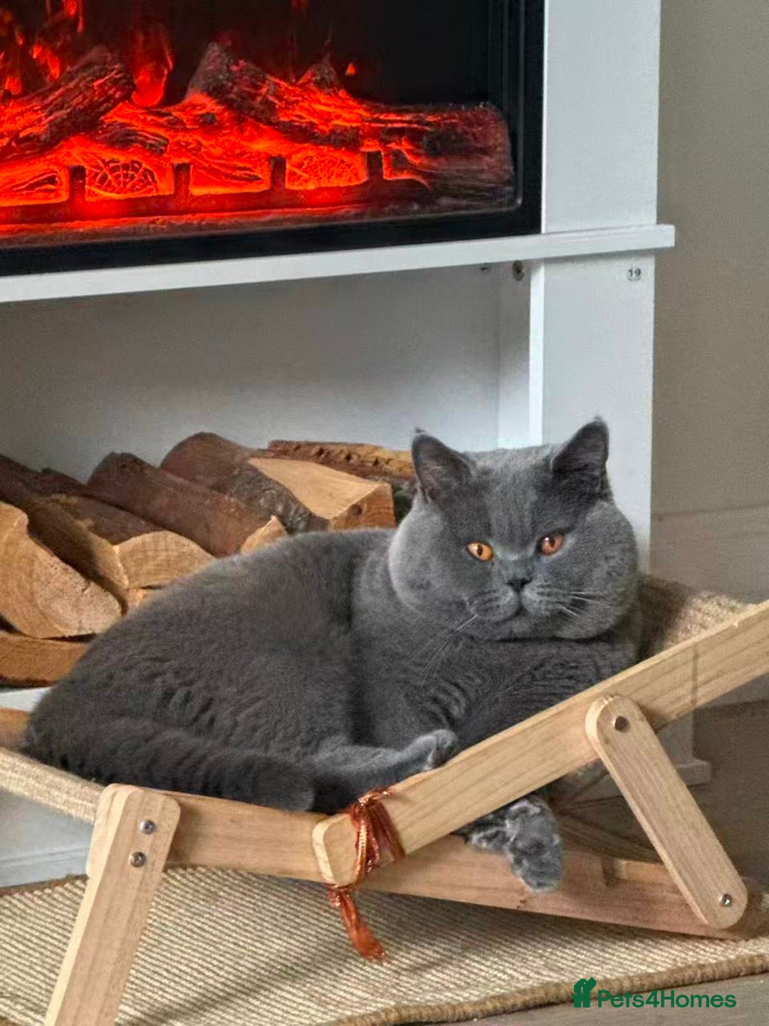 British Shorthair cats for stud: 🐾 Stud Service – British bule Sesame 🐾 - Image 3