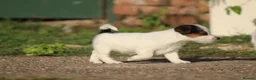 Jack Russell dogs for sale: Jack Russell Puppies for sale - Advert 13