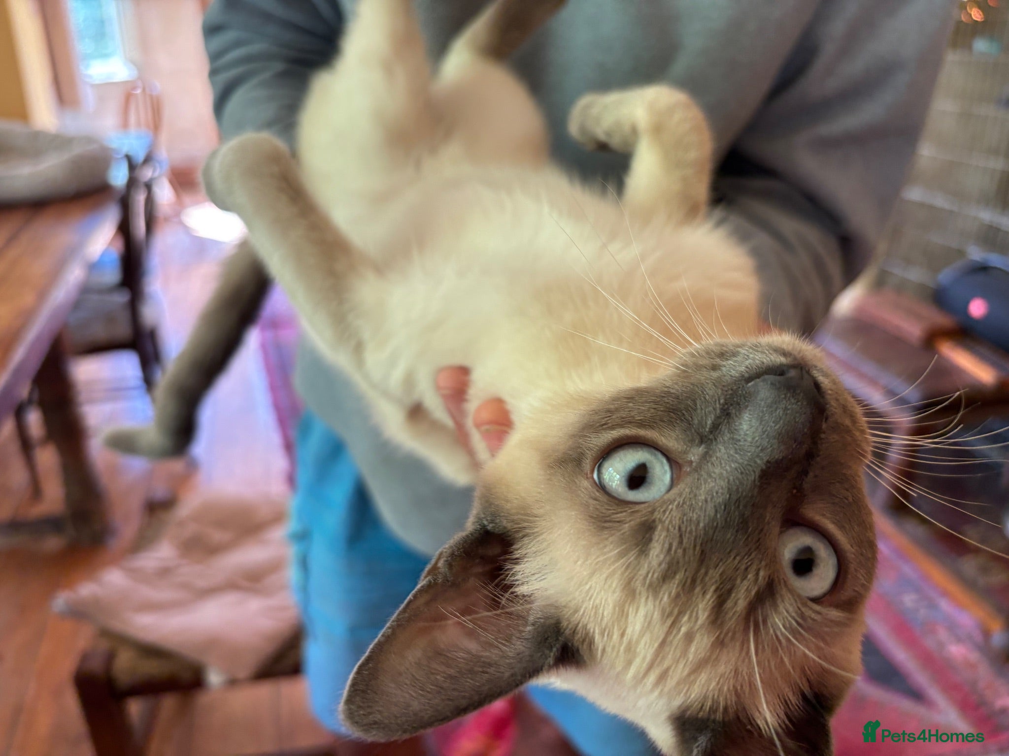 Tonkinese cats Exquisite Tonkdolls - Advert 2