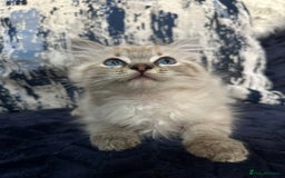 Ragdoll cats for sale: Last 2 fluffy ragdoll kittens  - Image 1