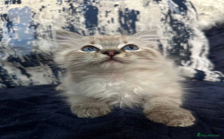Ragdoll cats - Advert 13