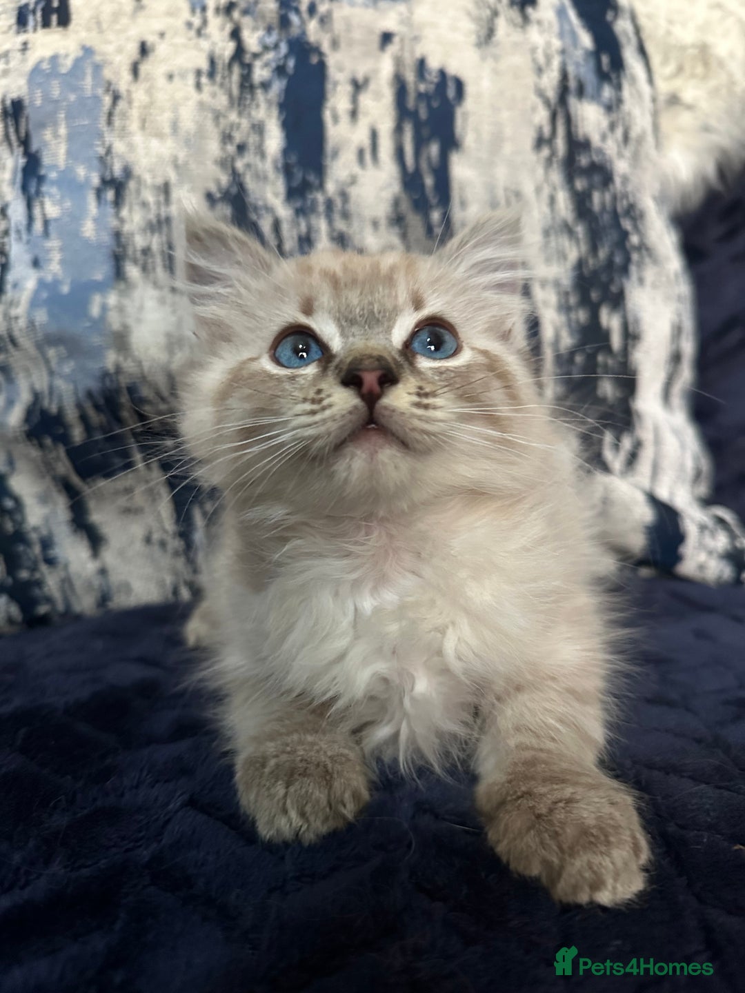 Ragdoll cats for sale: Last 2 fluffy ragdoll kittens  - Image 1