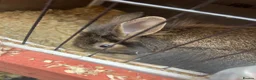 Mixed Breed rabbits for sale:  Baby rabbits for sale  - Advert 3