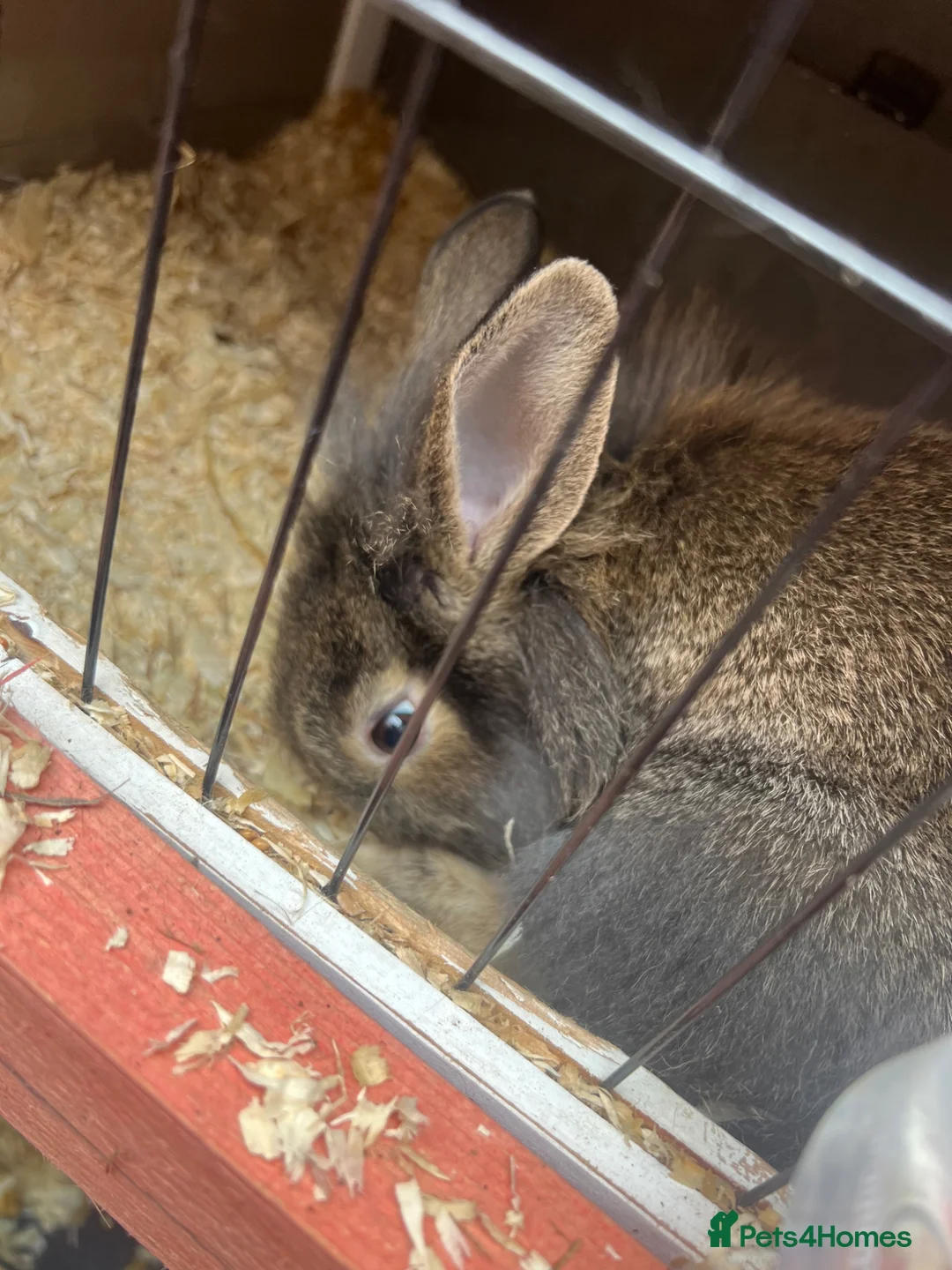 Mixed Breed rabbits for sale:  Baby rabbits for sale  - Advert 3