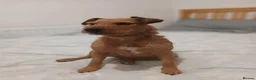 Lakeland Terrier dogs for sale: Red Lakeland Terrier Needs Rehomed in Dunbar - Advert 3