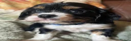 Cavalier King Charles Spaniel dogs for sale: Adorable RKC registered Health Tested Cavaliers  - Advert 5