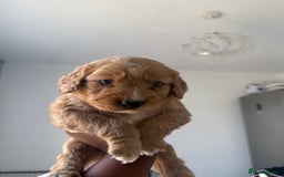 Cockapoo dogs for sale: 2 Beautiful Boy Cockapoo Puppies Left!! - Image 7
