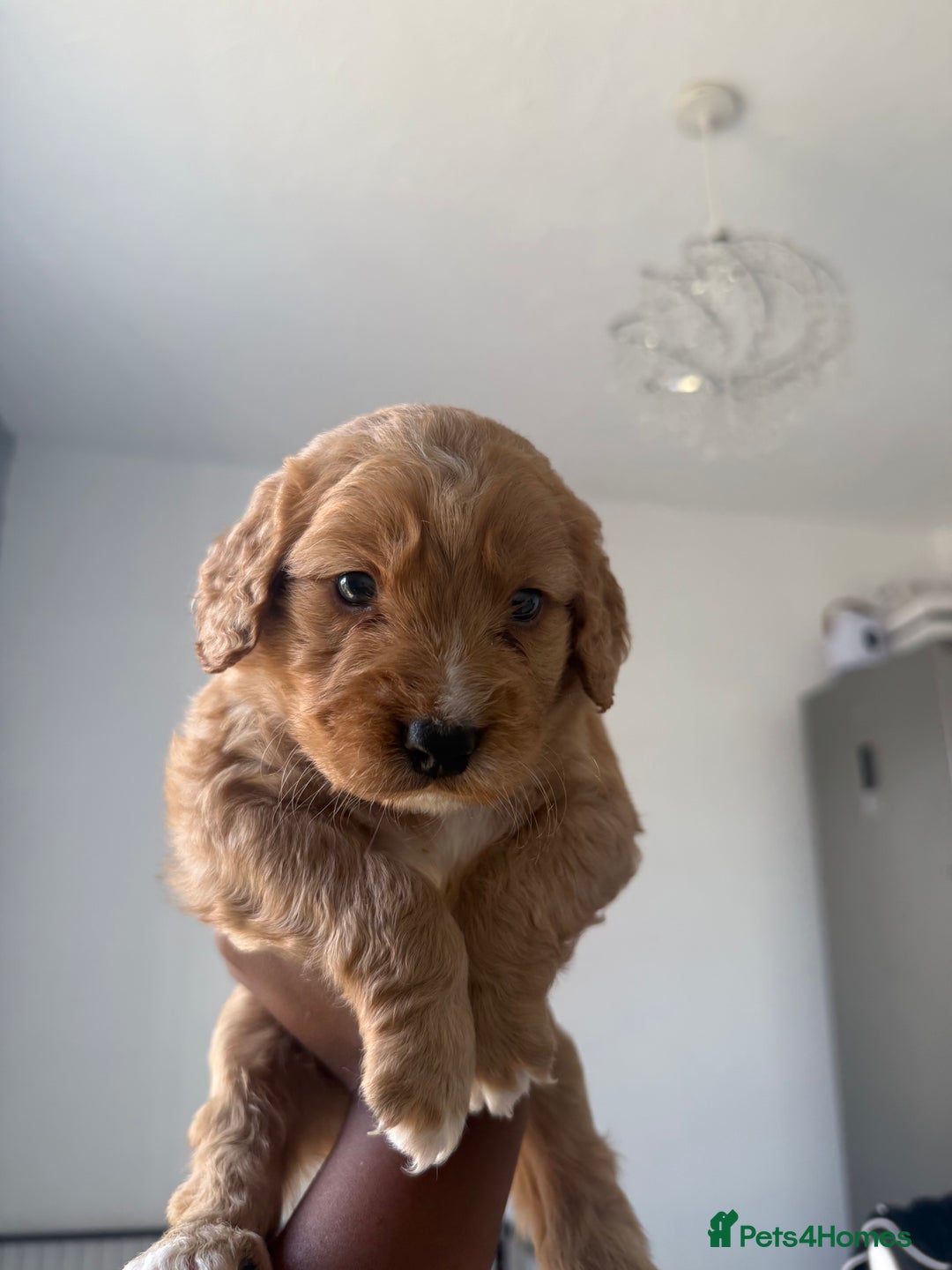 Cockapoo dogs for sale: 2 Beautiful Boy Cockapoo Puppies Left!! - Image 7