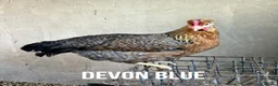 Chickens poultry for sale: Chicken hens poultry laying hens hybrid - Advert 4