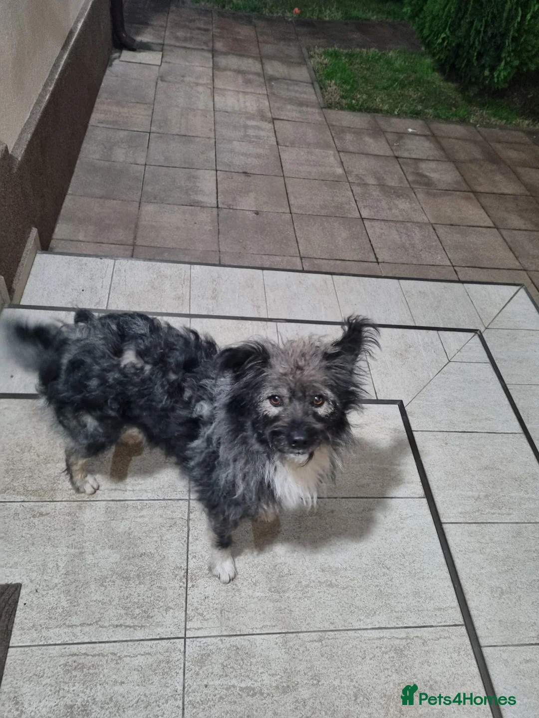 Mixed Breed dogs for sale: STORMY – s Superb young boy for a Loving Home - Advert 19