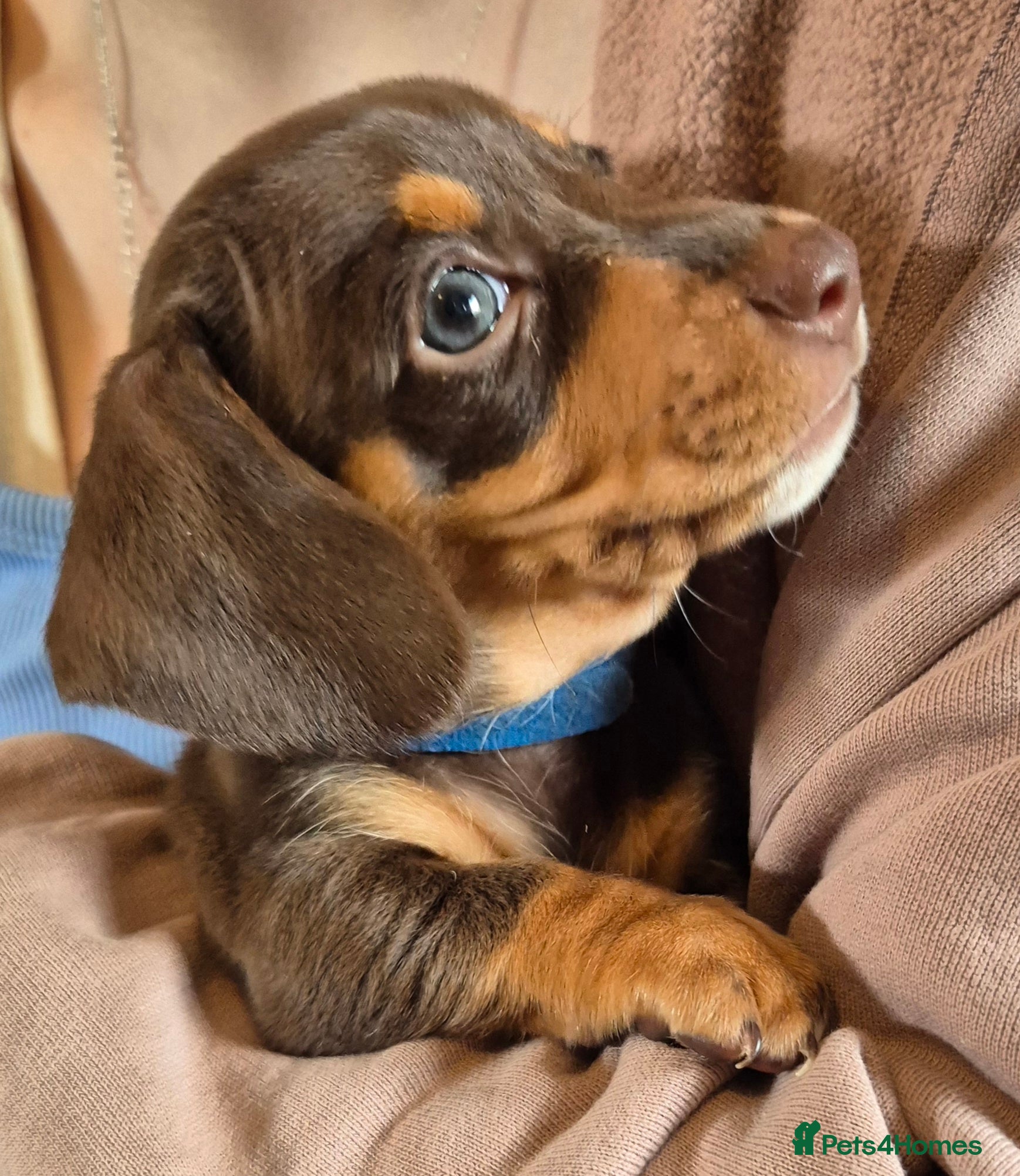 Miniature Dachshund dogs 4 stunning miniature dachshund pups - Advert 16