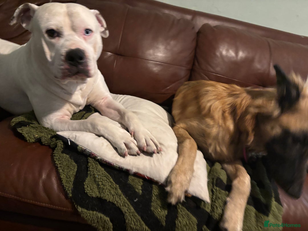 American Bulldog dogs for stud: Classic American bull 🇺🇸  - Image 19