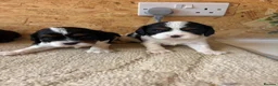Cavalier King Charles Spaniel dogs for sale: Full bred choc carriers CKCS puppy’s  - Advert 9