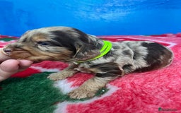 Cockapoo dogs for sale: Cockapoo puppies Rainbow litter  - Image 18