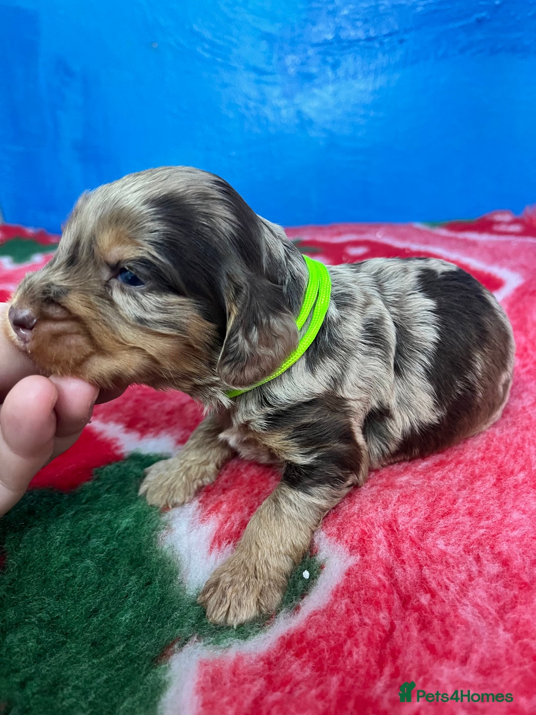 Cockapoo dogs for sale: Cockapoo puppies Rainbow litter  - Image 18