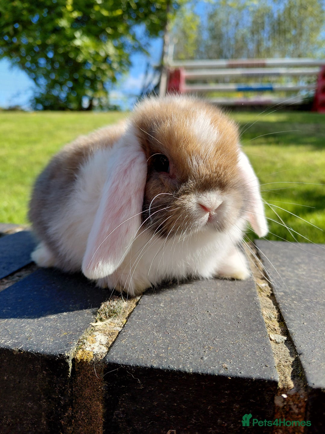 Mini Lop rabbits for sale: Mini Lop buck  - Image 2