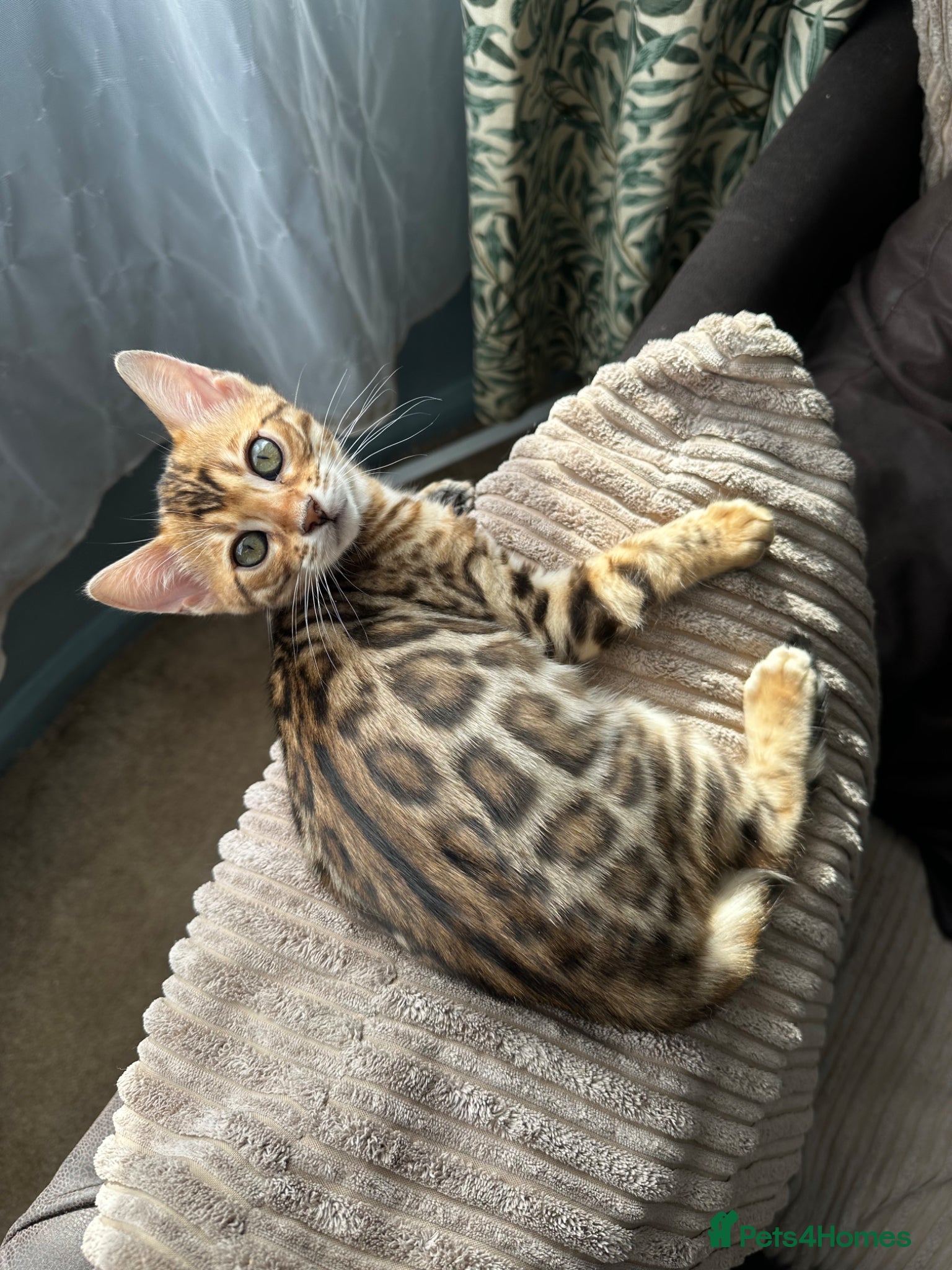 Bengal cats TICA Bengal kittens available!  - Advert 3
