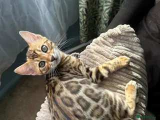 Bengal cats TICA Bengal kittens available! - Advert 9