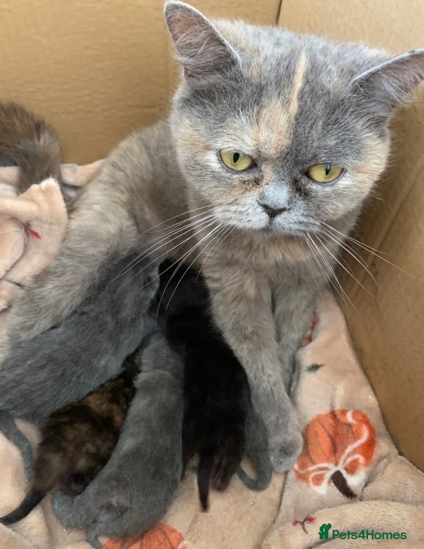 Exotic cats for sale: Beautiful litter of exotic x British shorthairs  - Advert 1