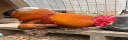Chickens poultry for sale: Pure Pekin pullets  - Advert 13