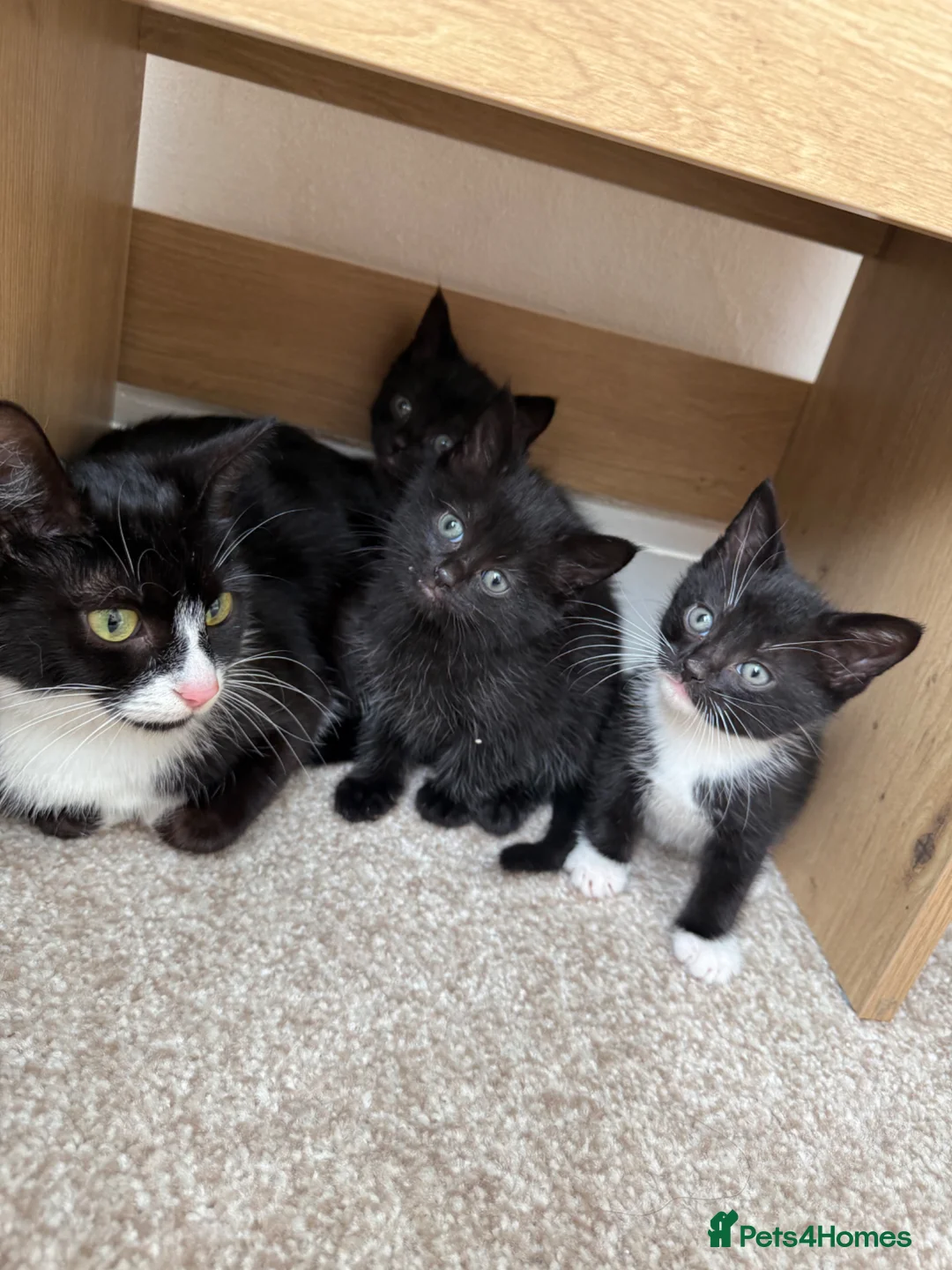 Mixed Breed cats for sale: Soya, a male black long haired kitten.  - Advert 2