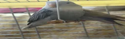 Lovebirds birds for sale: Bonded Peach‑faced Lovebirds – Rare Lilac & Grey - Advert 4