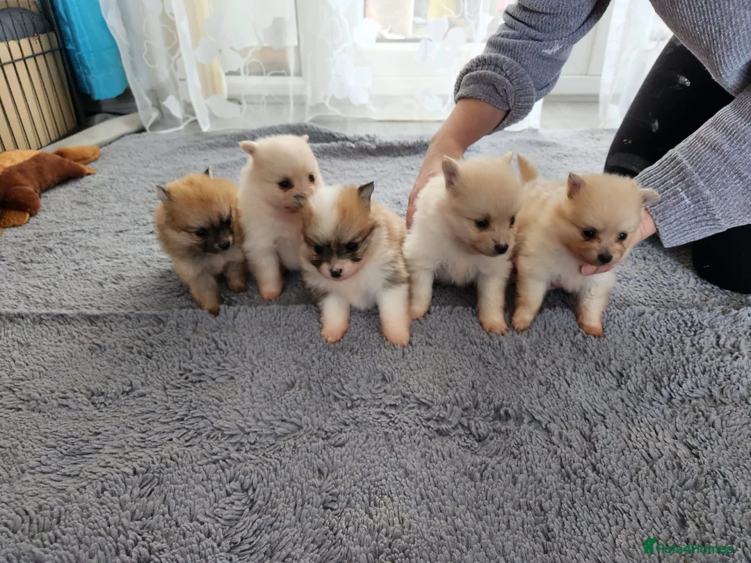 Pomeranian dogs for stud: White russian line kc reg pom  in Bedford - Advert 13
