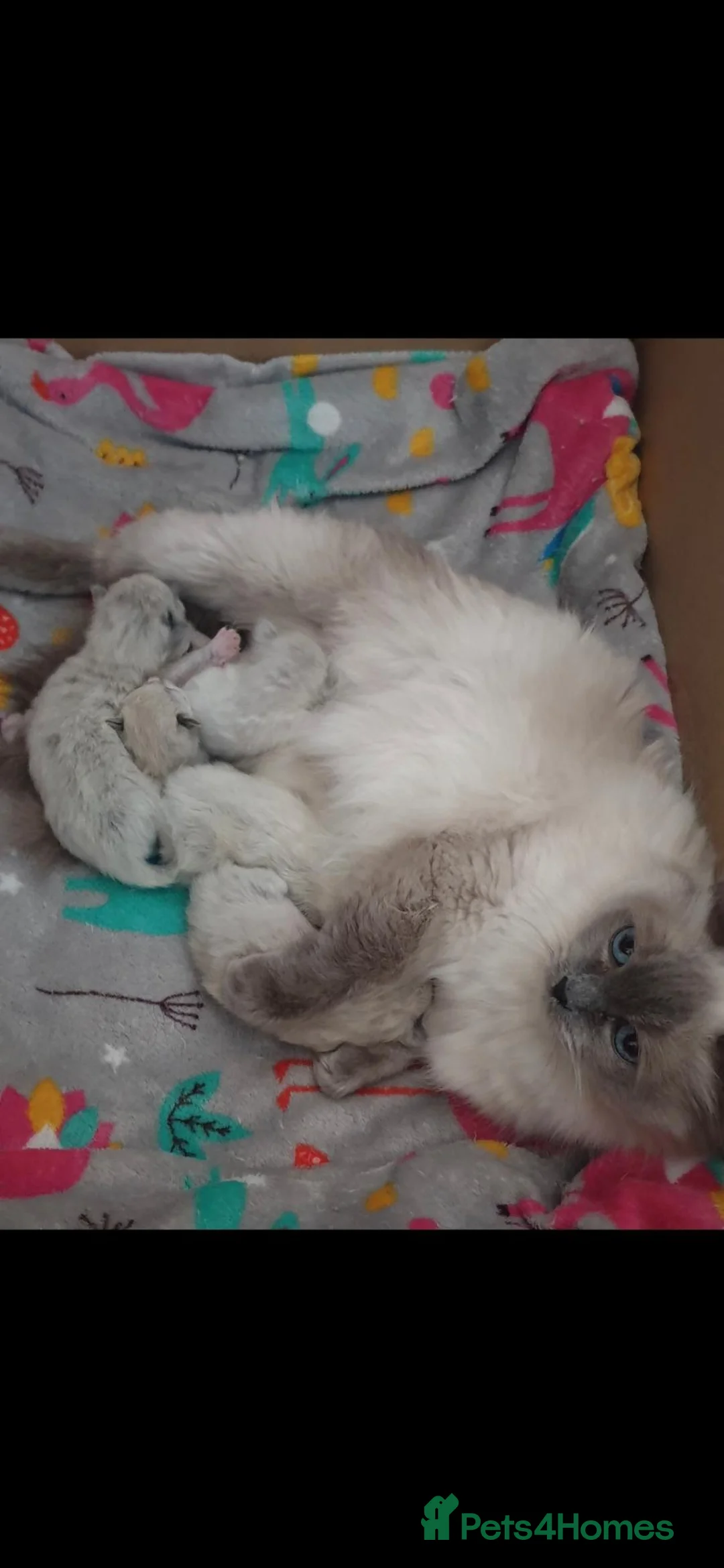 Ragdoll cats for sale: 💙🩵 GCCF Registered, Stunnig Boy 💙🩵 - Advert 15