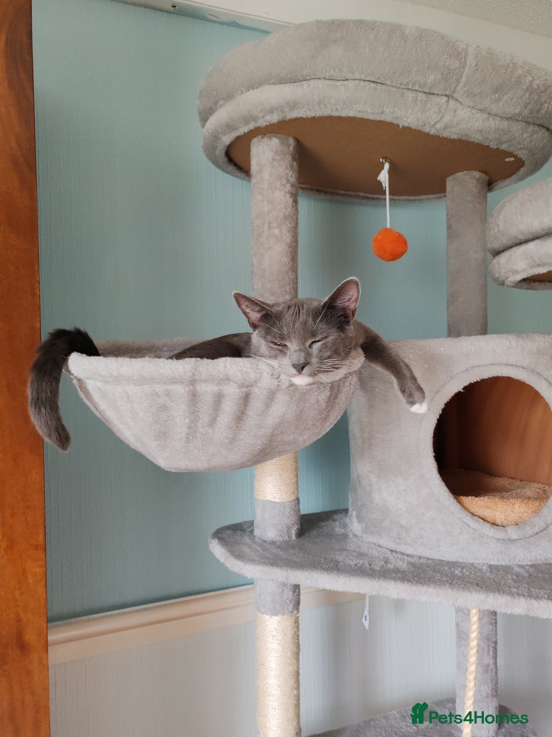 Mixed Breed cats for sale: Grey tuxedo 1 year old female kitten for sale - Advert 5