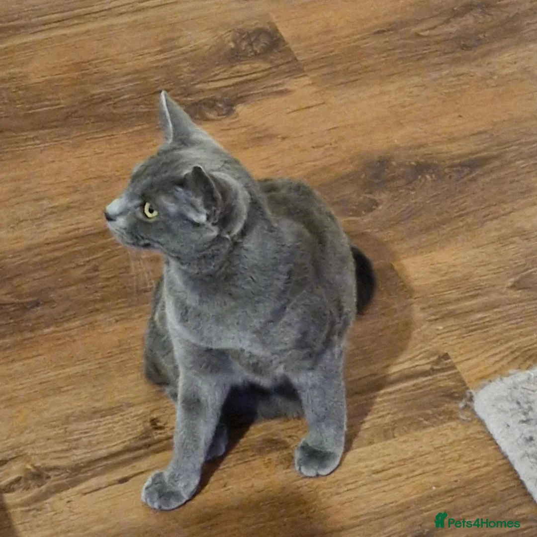 British Shorthair cats for sale: 10 Month Old Grey Striped British Shorthair Blue in Leeds - Advert 2
