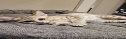 Savannah cats for sale: Stunning F5 SBT Savannah Kittens in Bradford - Advert 8