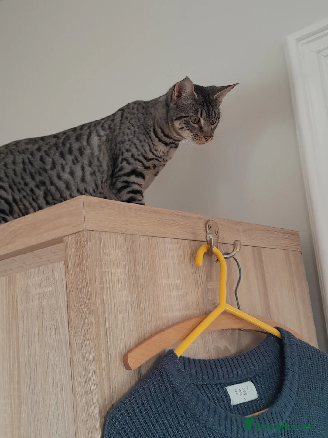 Savannah cats for sale: Pedigree F5 TICA Reg Savannah Girl Kitten - Advert 10