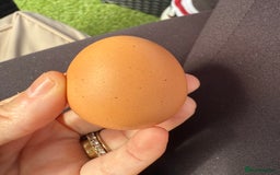 Chickens poultry for sale: Young Laying Hen for Sale 🐓🥚 - Image 2