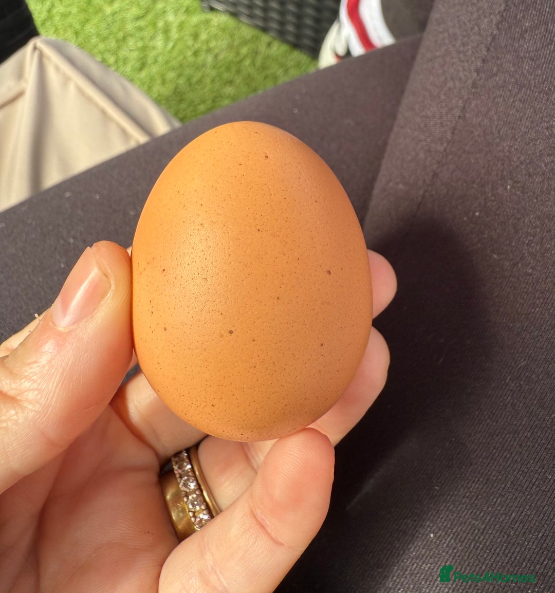 Chickens poultry for sale: Young Laying Hen for Sale 🐓🥚 - Image 2