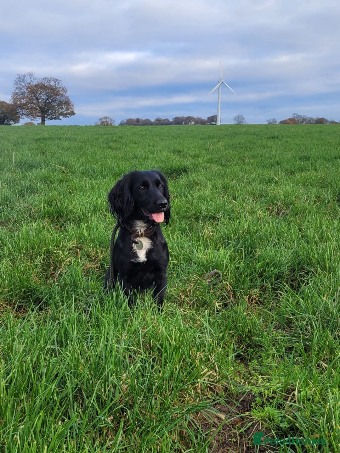 Cocker Spaniel dogs for sale: Fantastically well bred working cocker spaniels  - Advert 11