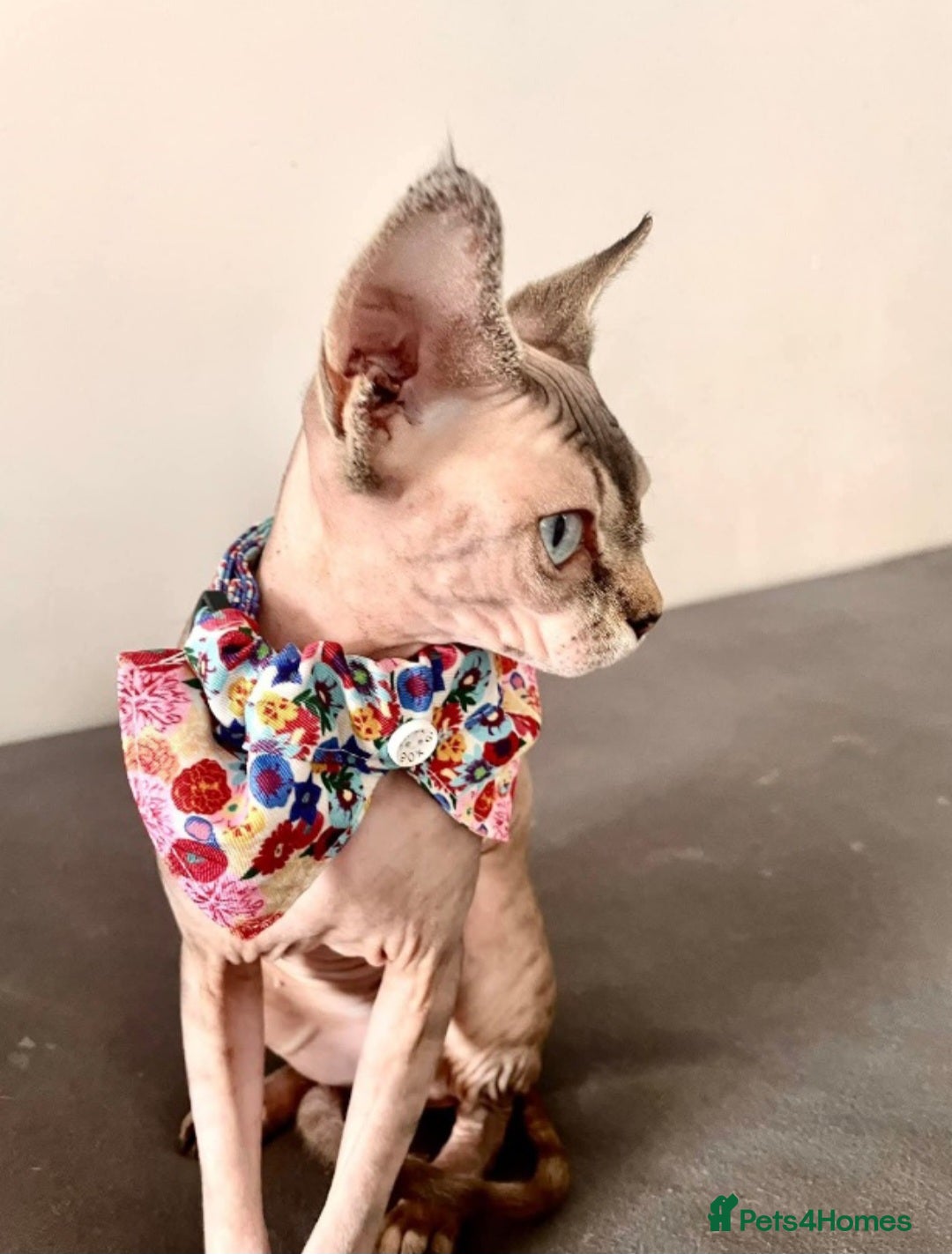 Sphynx cats Available for adoption  - Advert 10