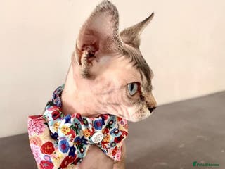 Sphynx cats Available for adoption - Advert 15