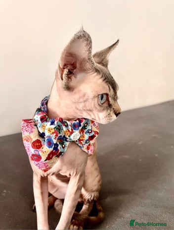 Sphynx cats Available for adoption - Advert 1