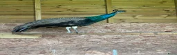 Peafowl poultry for sale: Trio of peafowl  in Shrewsbury - Advert 4