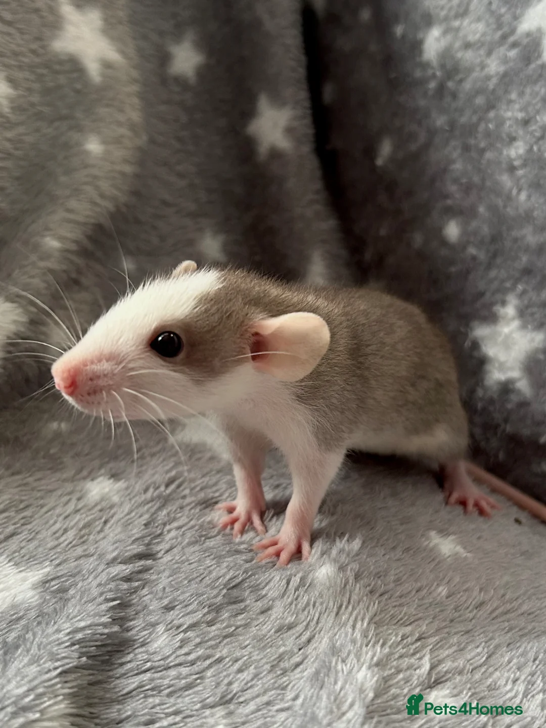 Rat rodents for sale: Dumbo Rats Fancy Rats Female  - Advert 2