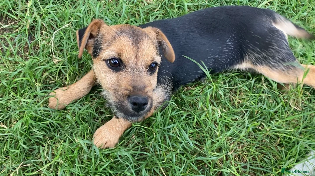 Mixed Breed dogs for sale: Border Terrier x Jack Russell  - Advert 1