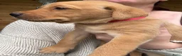 Labrador Retriever dogs for sale: Fox red lab puppies looking for forever homes - Advert 11