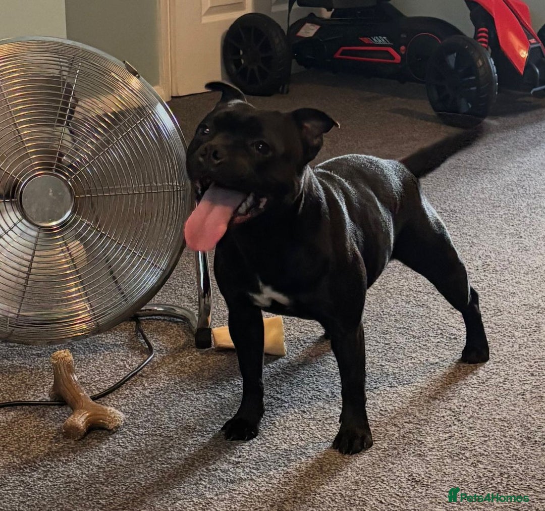 Staffordshire Bull Terrier dogs for sale: KC Staffordshire bull terrier  - Image 1