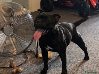 Staffordshire Bull Terrier dogs - Advert 29