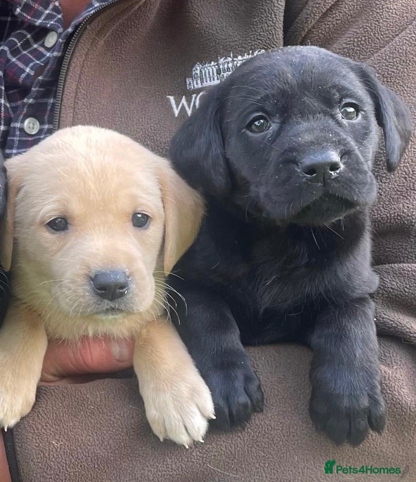 Labrador Retriever dogs Strong, KC reg pups from working parents - Advert 2