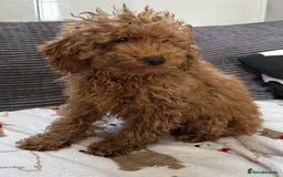 Toy Poodle dogs for sale: Toy poodle girl  - Advert 5