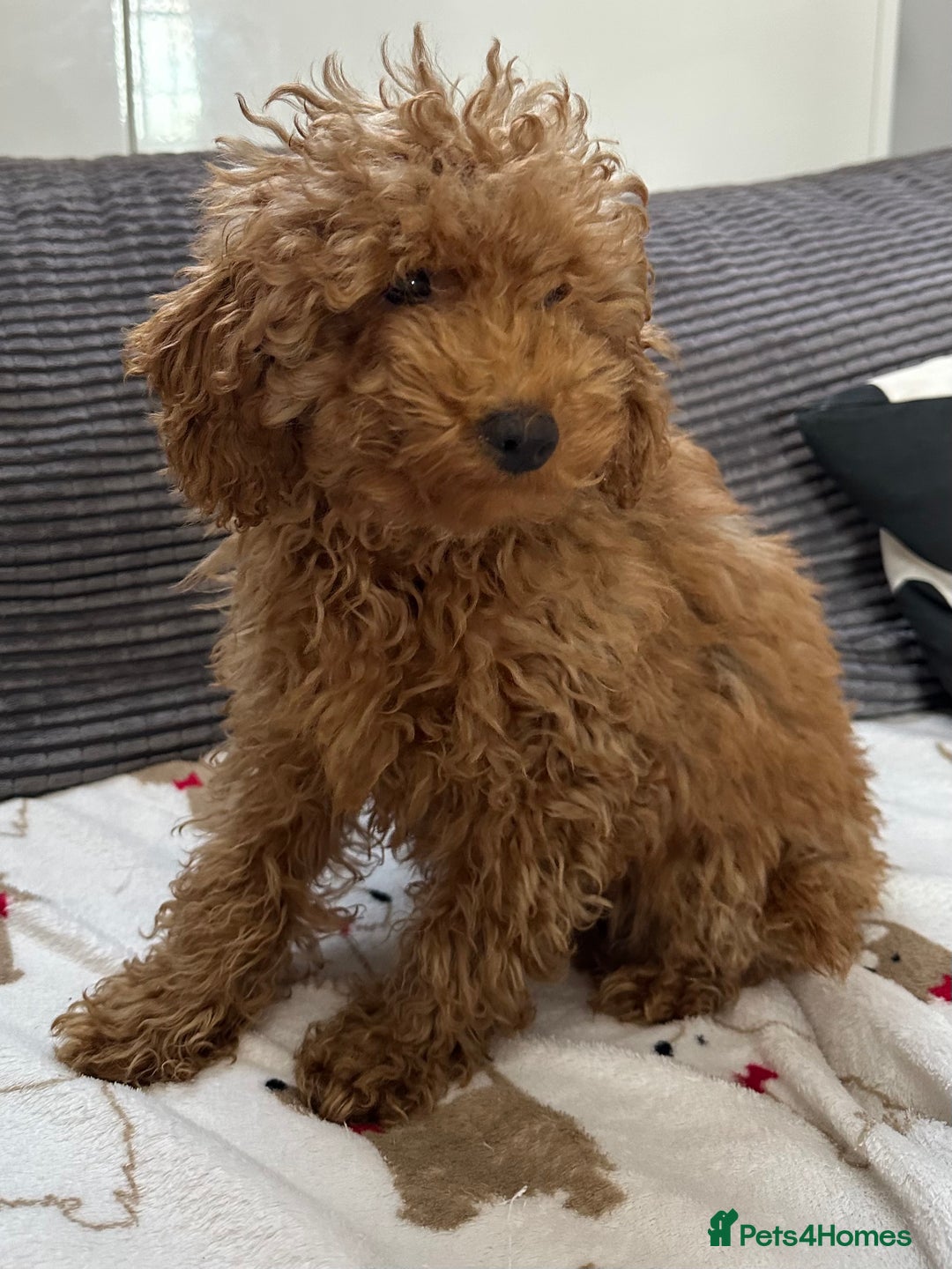 Toy Poodle dogs for sale: Toy poodle girl  - Advert 5
