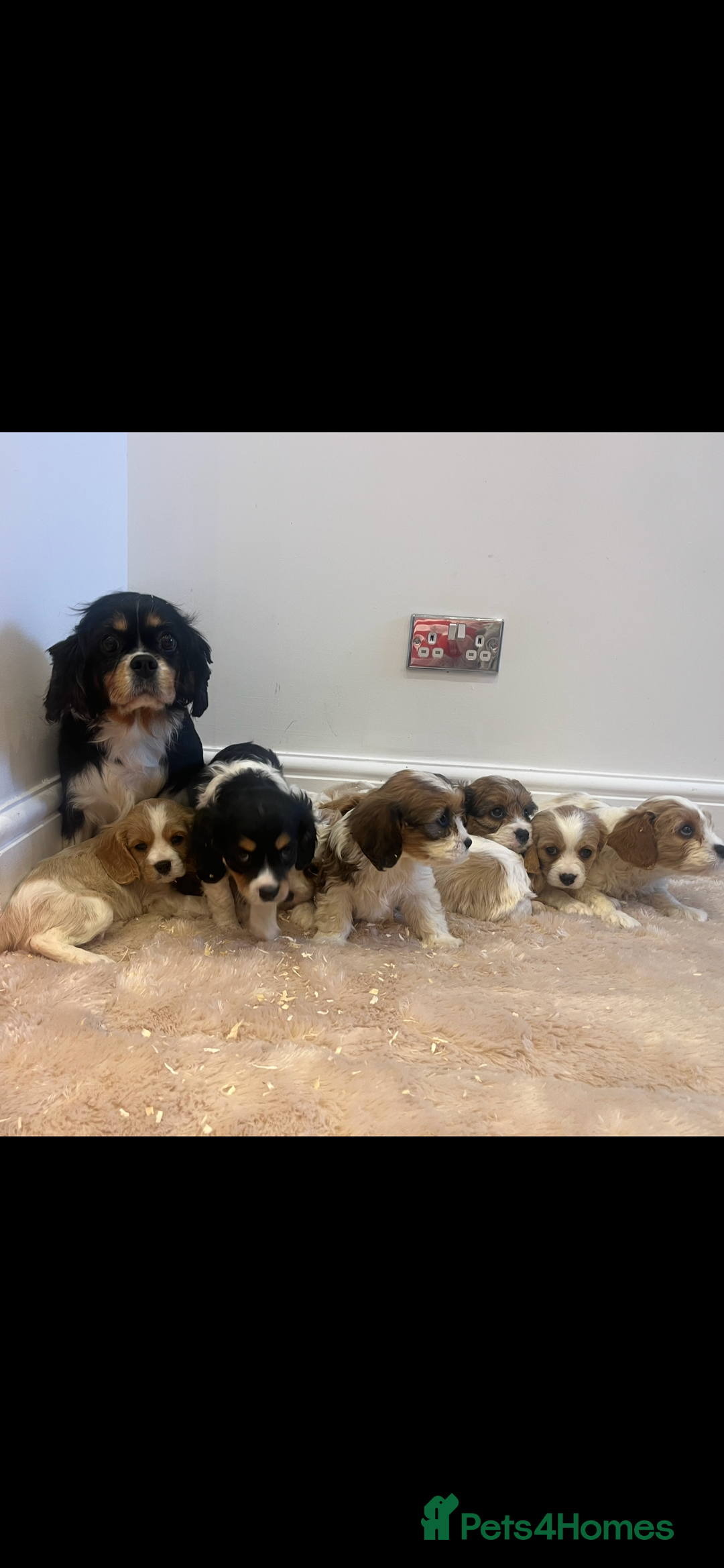 Cavachon dogs for sale: Cavachon Puppies Health Tested Clear  - Advert 4