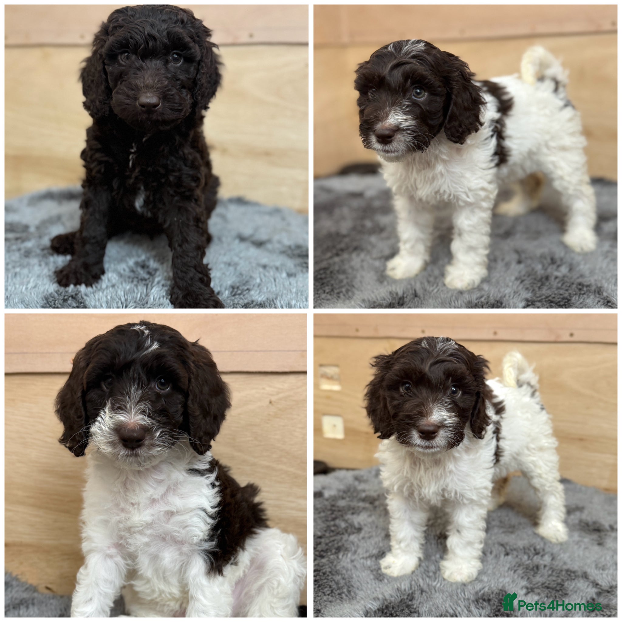 Sproodle dogs 3 Beautiful Sproodle Puppies - Ready End of May - Advert 7