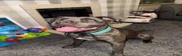 Mixed Breed dogs for sale: Oakley 🐶 Staffy x Cane Corso (11 Months Old) - Advert 13